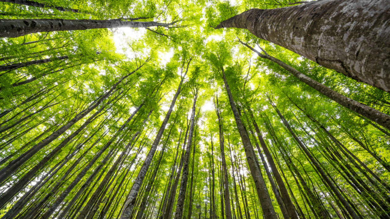 Vì sao giữ nguyên vẹn những khu rừng trưởng thành là giải pháp then chốt trong cuộc chiến chống biến đổi khí hậu?